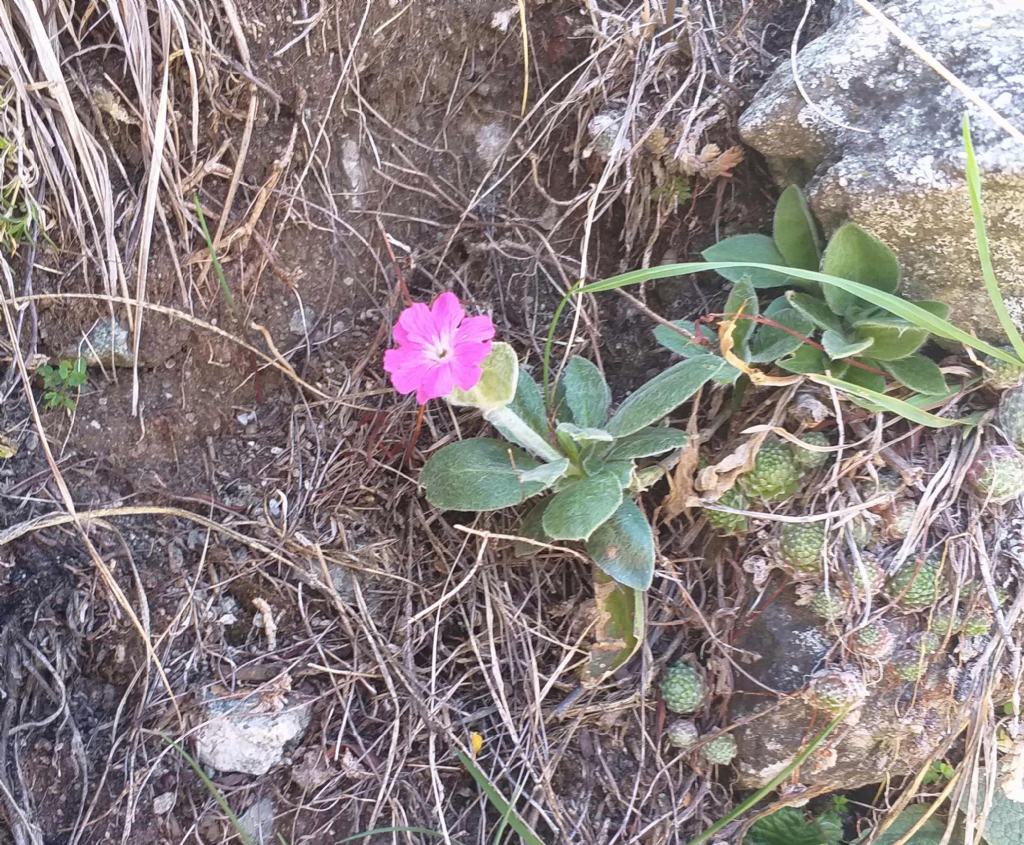 Lychnis flos jovis?  S